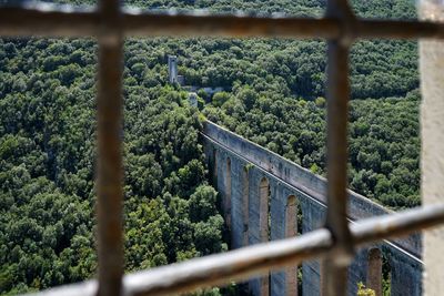 Plants growing by railing in forest