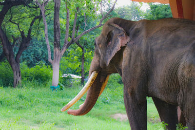 Side view of elephant on field