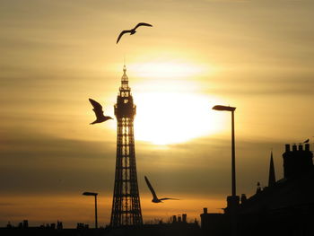 Blackpool tower n seagulls sunset