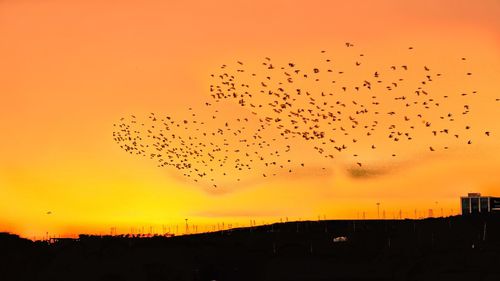 Flock of birds flying in sky during sunset