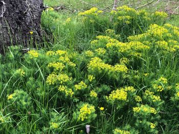 Yellow flowering plants on field