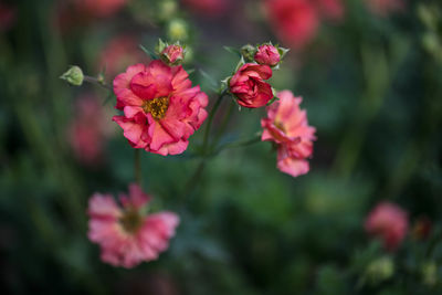 Close-up of pink flowering plants