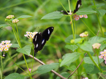 Close-up of butterfly pollinating on flower