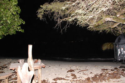 View of illuminated trees at night