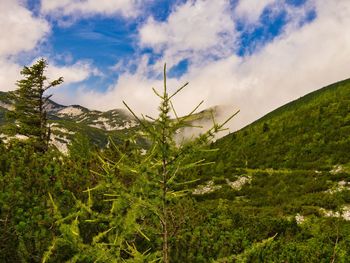 Plants growing on land against sky