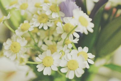 Close-up of flowers blooming outdoors