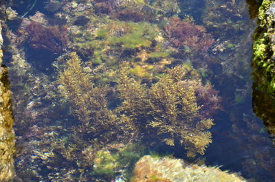 High angle view of plants by sea