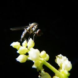 Close-up of insect on flower against black background