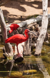 Scarlet ibis birds on log at lakeshore