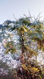 Low angle view of tree against sky