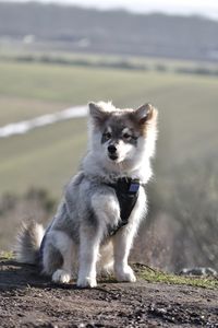 Portrait of a young puppy finnish lapphund dog sitting in front of a great view