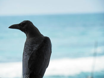 Close-up of crow against sea