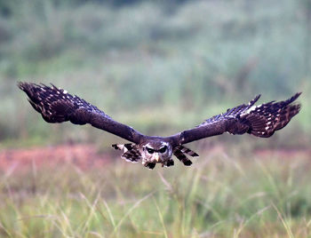 Close-up of eagle flying