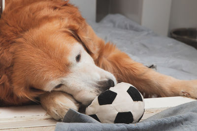 Close-up of a dog sleeping