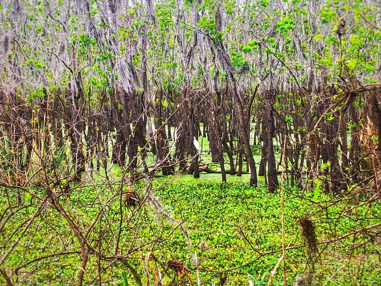 TREES AND PLANTS GROWING IN FOREST