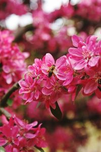 Close-up of pink flowers