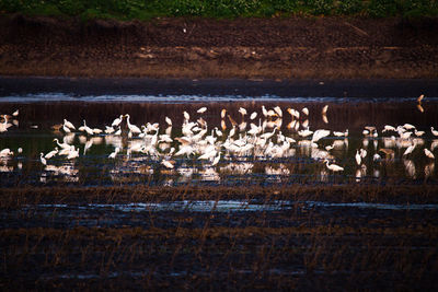 Flock of birds on lakeshore