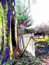 Plants growing on tree trunk