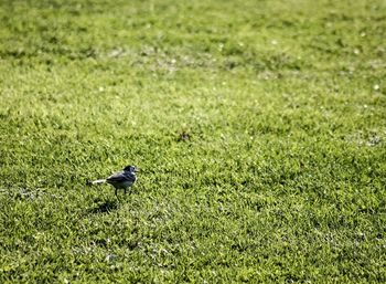 Bird perching on a field