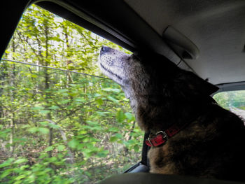 Close-up of dog sitting outdoors
