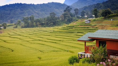 Scenic view of agricultural field