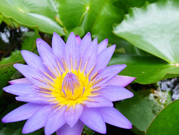 Close-up of purple water lily