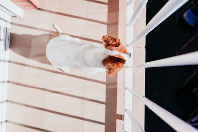 High angle view of dog in balcony