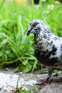 Close-up of a bird perching on a field