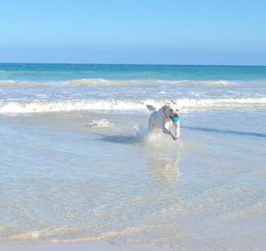 Dog running in sea towards shore