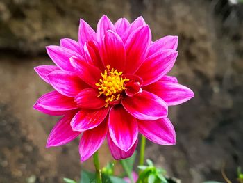 Close-up of pink flower blooming outdoors