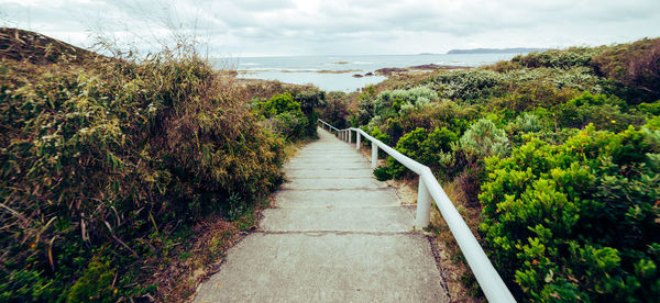 Footpath amidst plants and trees against sky