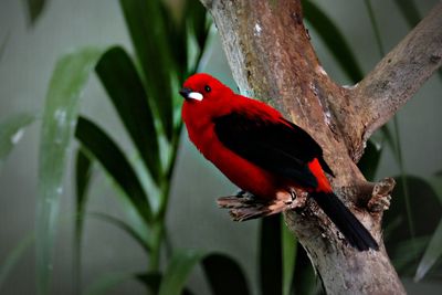 Close-up of brasilian tanager,ramphocelus bresilius. red and black plumage, at chester zoo,