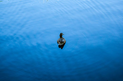 Duck in water