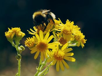 Close-up of bee pollinating flower