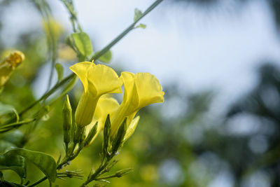 Close-up of yellow flowering plant