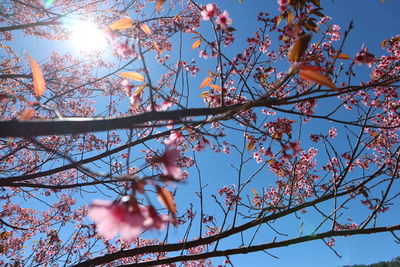 Low angle view of cherry blossoms against sky