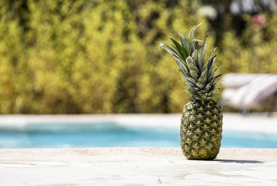 Close-up of potted plant on table