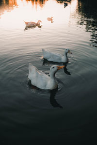 View of swans swimming in lake