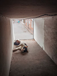 Dog sleeping on wall