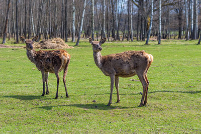 Capreolus capreolus, roe deers walking on the meadow at the edge of the forest, wild animals