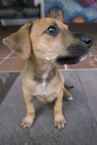 Close-up of a dog looking away
