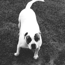 Dog looking away on field