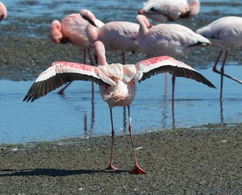 Birds on beach
