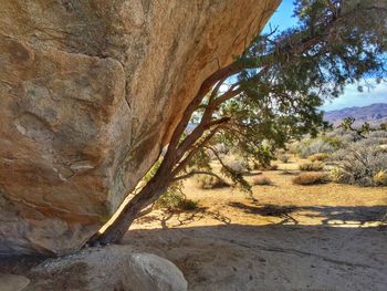 View of trees in desert