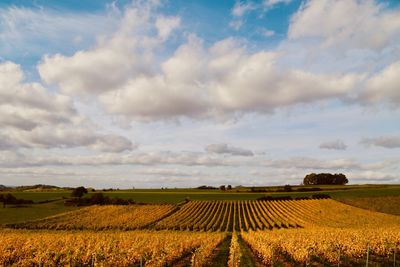 Scenic view of agricultural field against sky