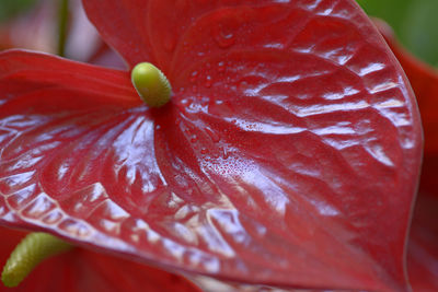 Close-up of red fruit