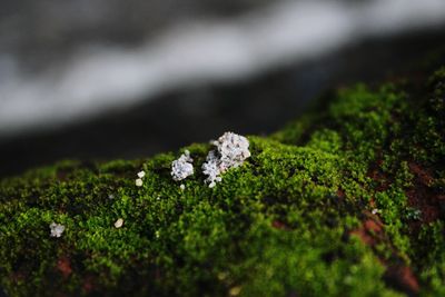 Close-up of moss on grass