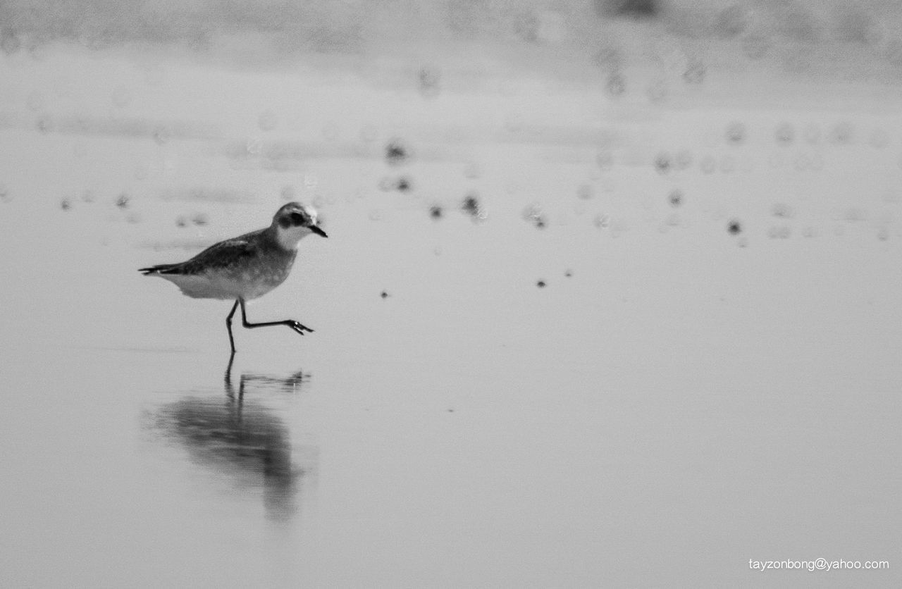 CLOSE-UP OF BIRDS IN WATER