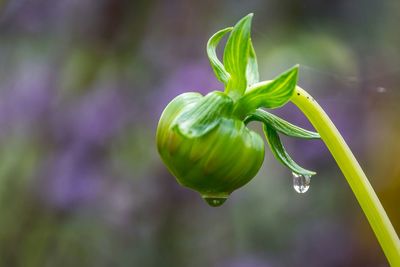 Close up of flower bud