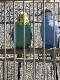 Close-up of parrot in cage